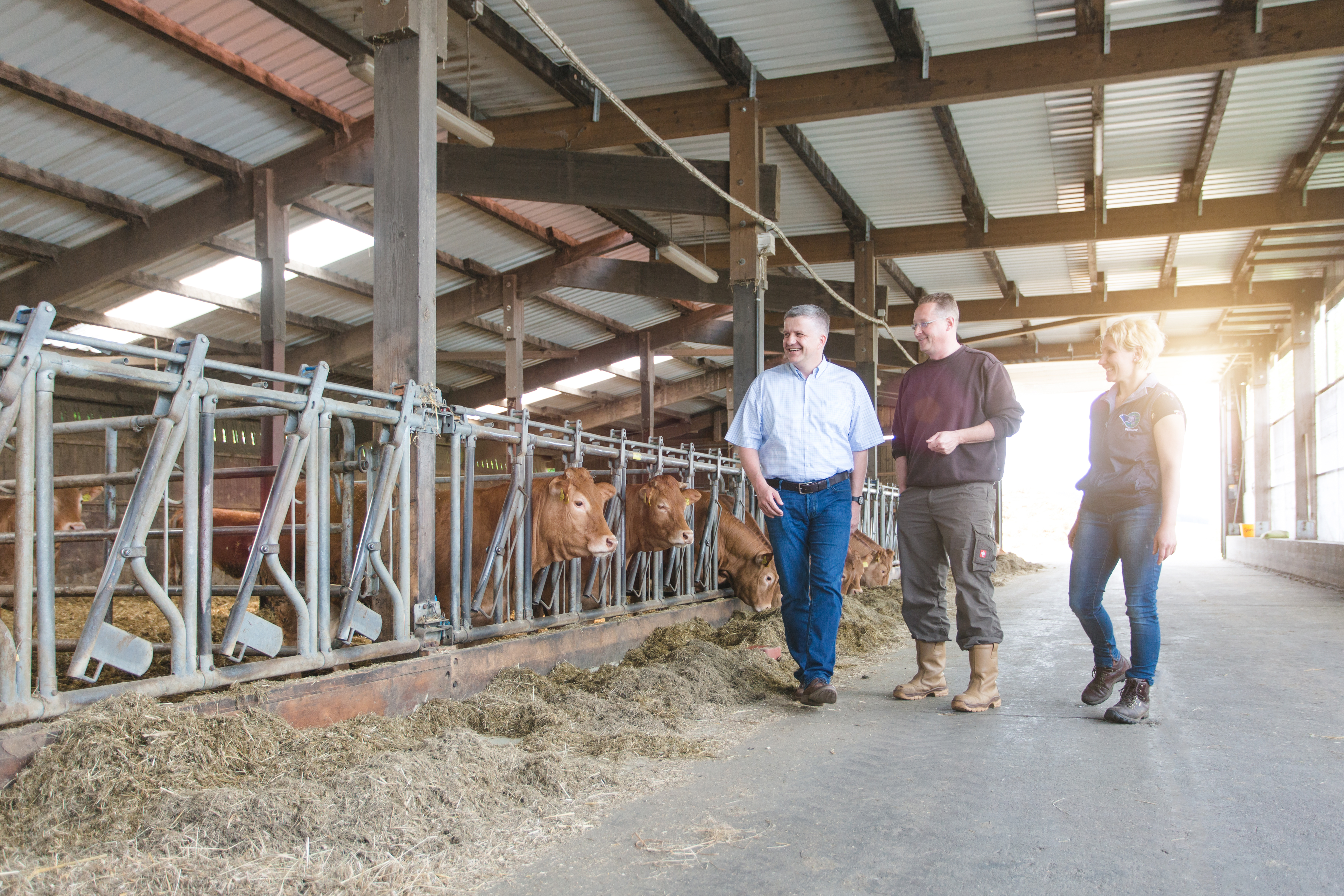 im-Stall-bei-Limousinhof-Klemm